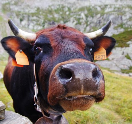 Alamdo-aoste-vache