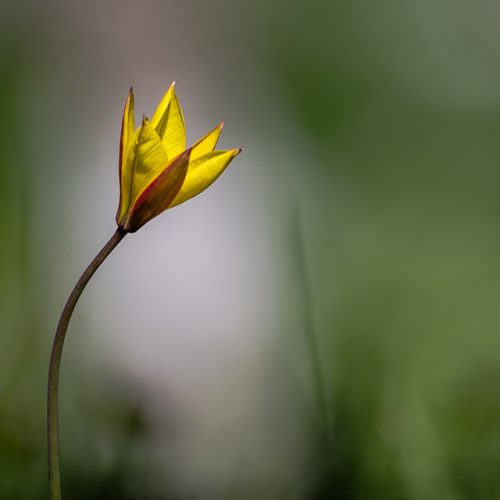 Tulipe-sauvage1