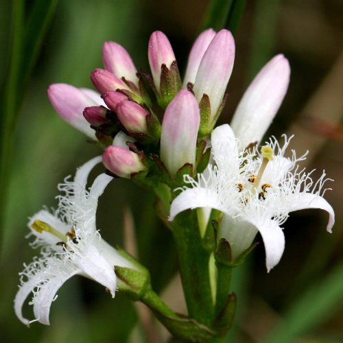 botanique en vercors